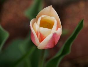 easter tulips